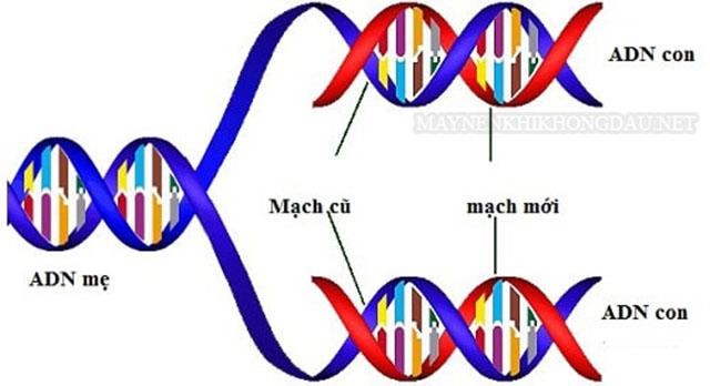 Qúa trình nhân đôi ADN