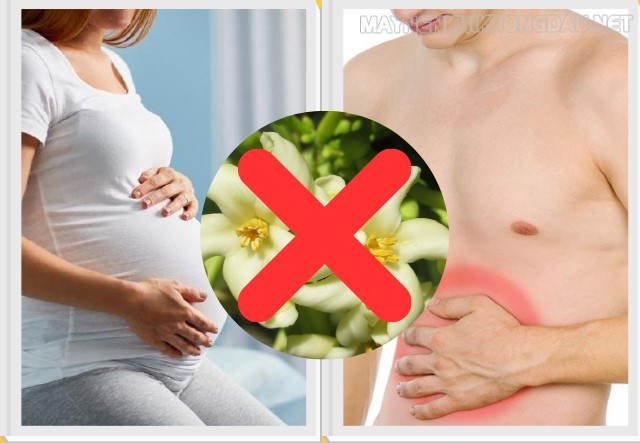 Phụ nữ mang thai và người lạnh bụng không nên sử dụng hoa đu đủ đực