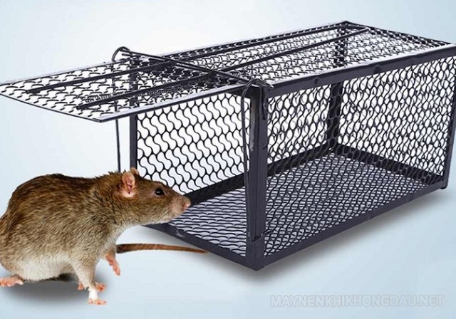 Cách làm bẫy chuột sập trong nhà đơn giản