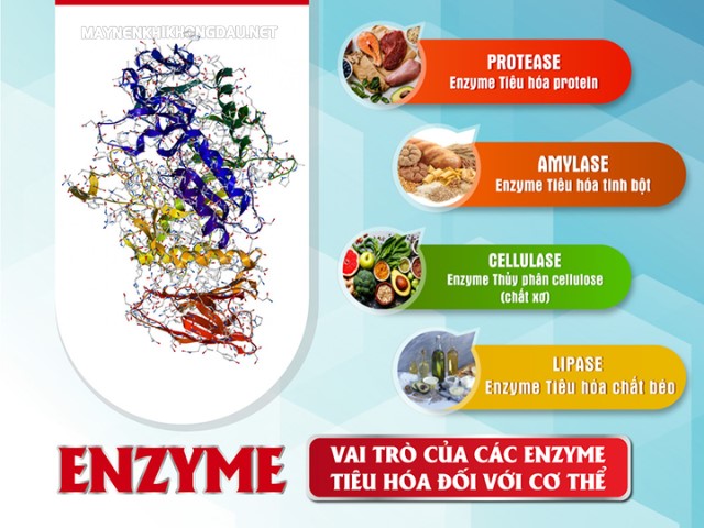 Các vai trò ít ai biết về enzyme