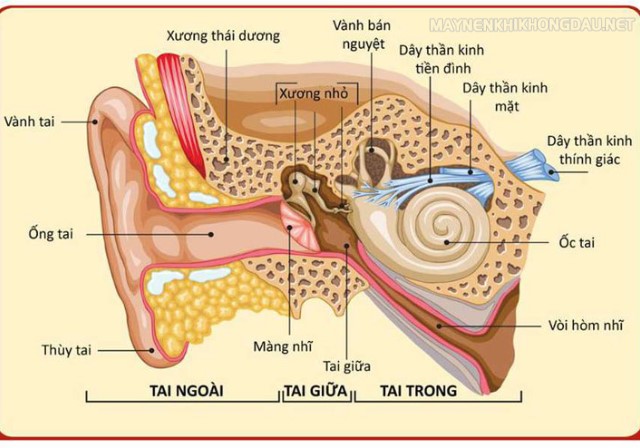 Sơ đồ cấu tạo tổng quan của tai