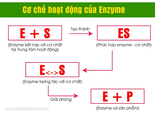 Sơ đồ về cơ chế hoạt động của enzyme