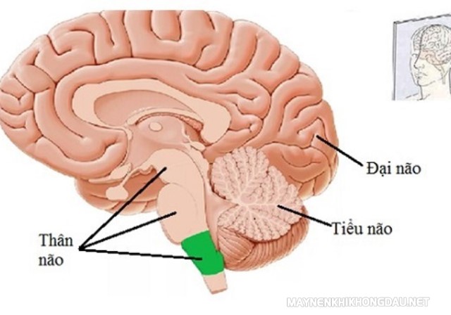 Đại não là bộ phận quan trọng của cơ thể con người