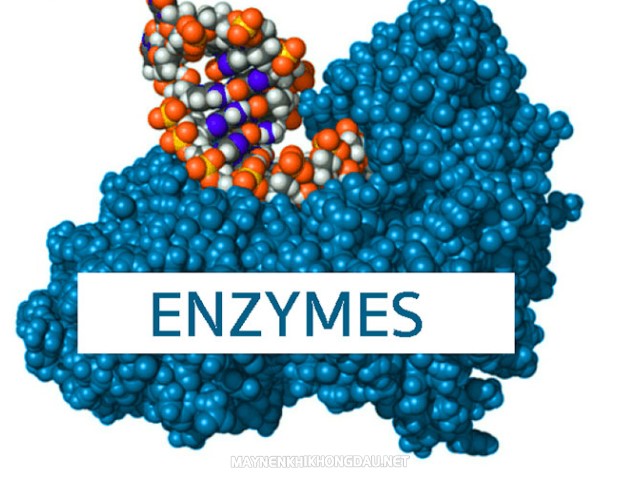 Enzyme là hoạt chất có vai trò cực kỳ quan trọng đối với con người