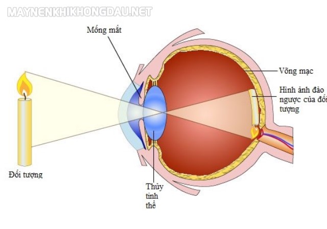 Quá trình tạo ảnh ở màng lưới của mắt