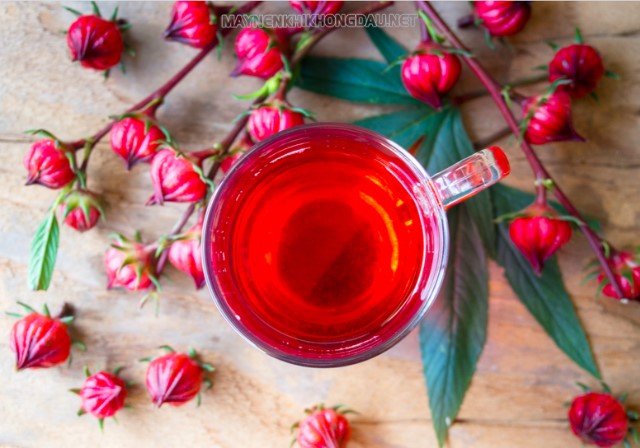 Uống trà hoa Atiso phòng ngừa ung thư hiệu quả