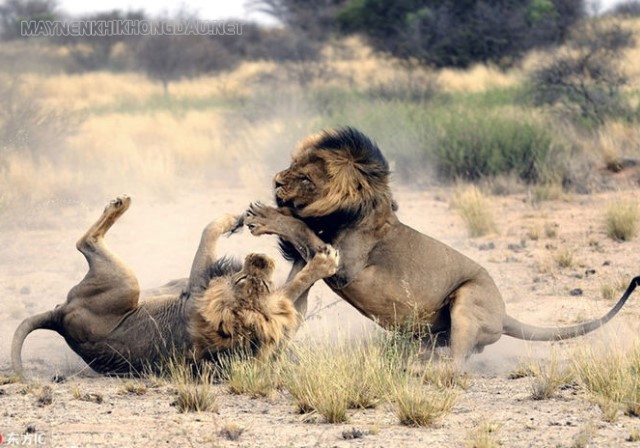 Hai con sư tử cạnh tranh với nhau