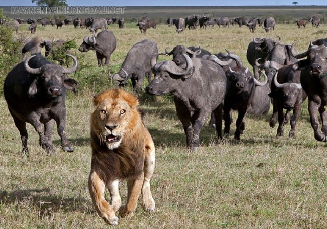 Đàn trâu hỗ trợ lẫn nhau đuổi sư tử