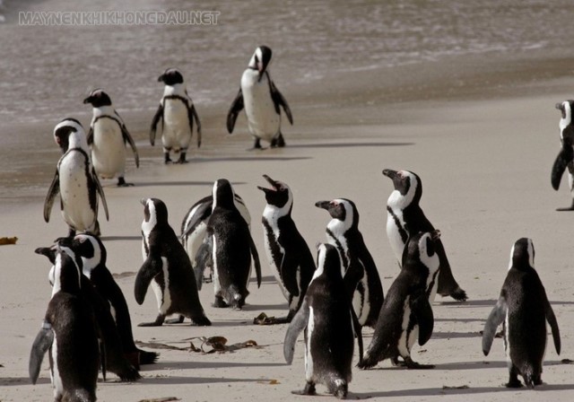 Mật độ quần thể chim cánh cụt