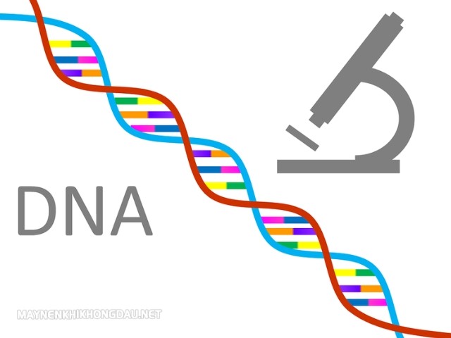 Nhân tố di truyền được hình thành từ các DNA trong bộ NST