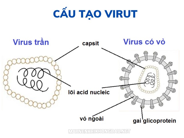 Phân biệt cấu tạo virut trần và virut có vỏ