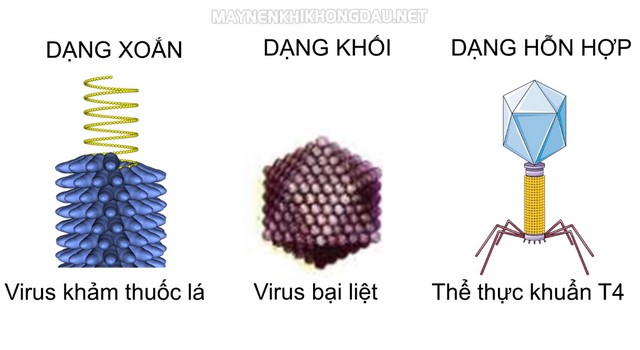 Virut có 3 dạng hình thái: hình xoắn, hình khối, dạng hỗn hợp